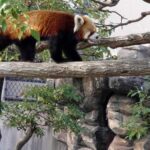 王子動物園へ行ってきました
