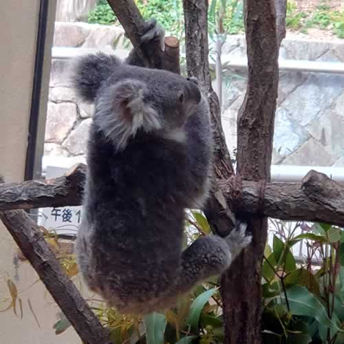 王子動物園へ行ってきました